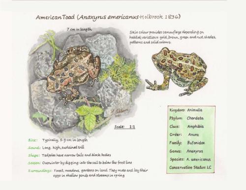 American_Toad