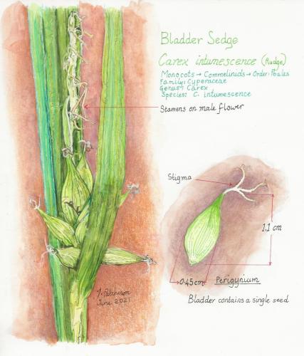 Carex-intumescence-perigyneum-sketch