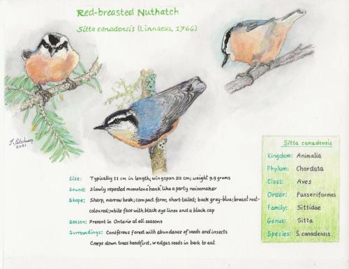 Nuthatch-sketch